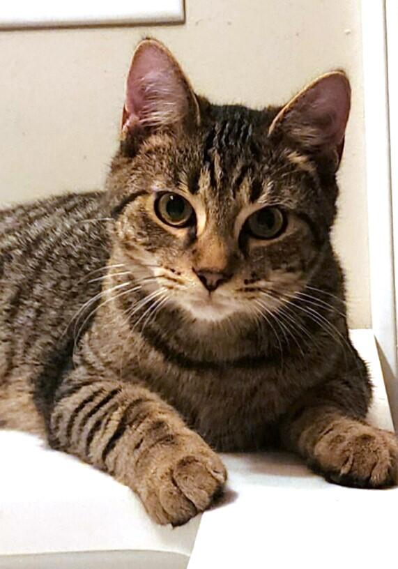 Enlarge Mikey, a Adoptable Tabby in New Albany, OH image 3/5