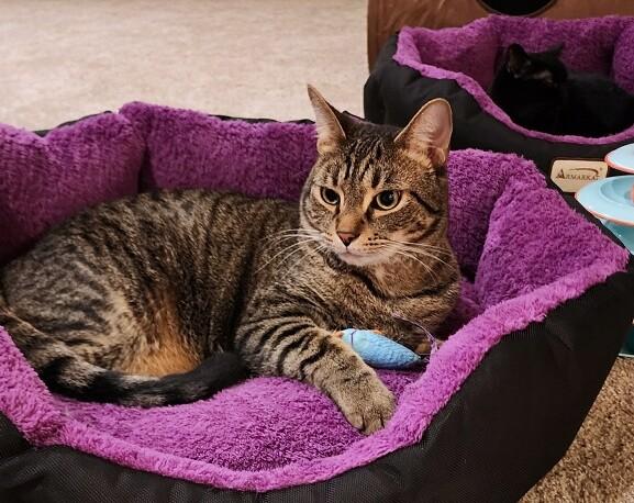 Enlarge Mikey, a Adoptable Tabby in New Albany, OH image 5/6