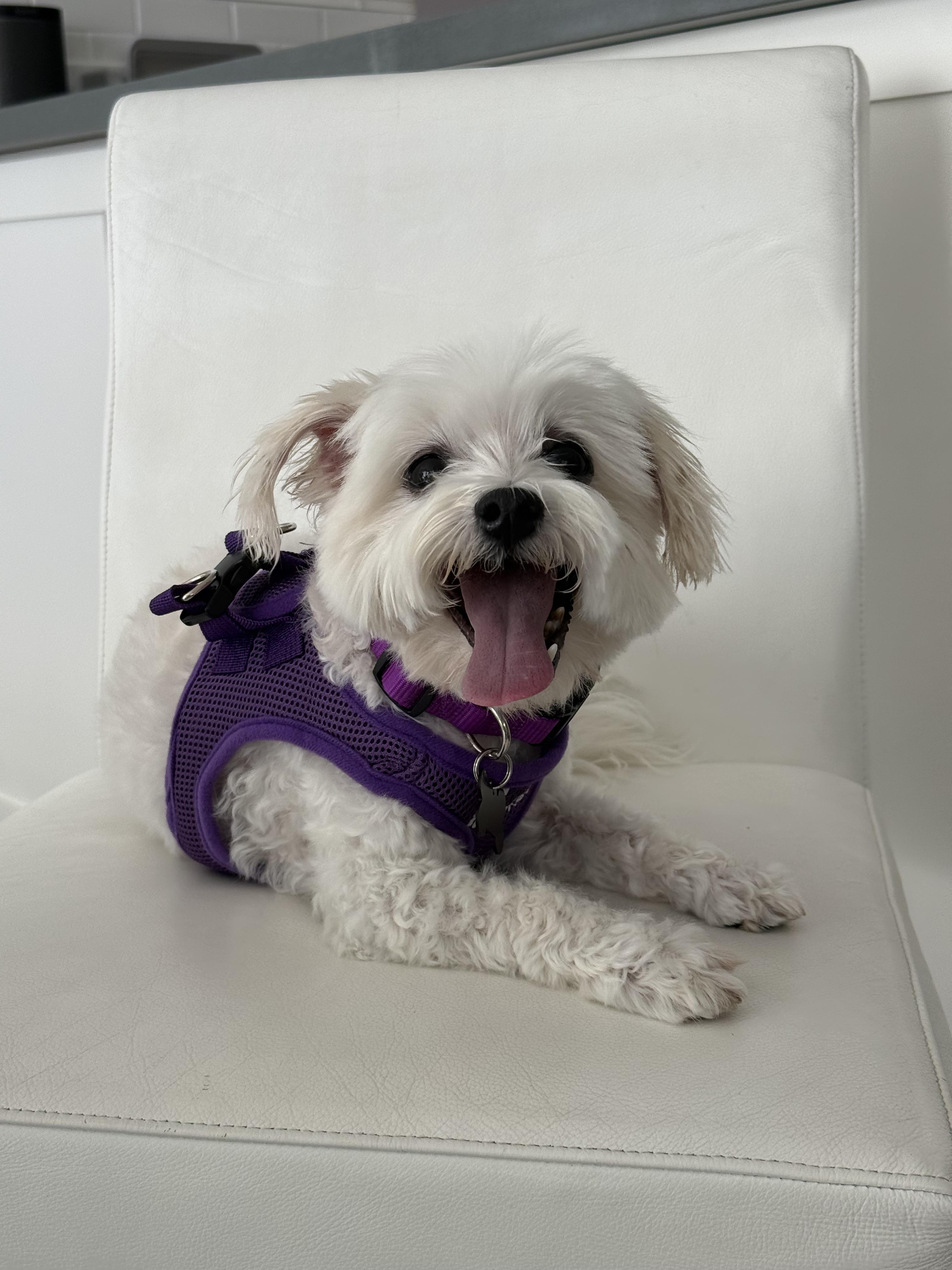 Ravishing Rory, a ADOPTABLE mixed breed in Carlsbad, CA image 1/3
