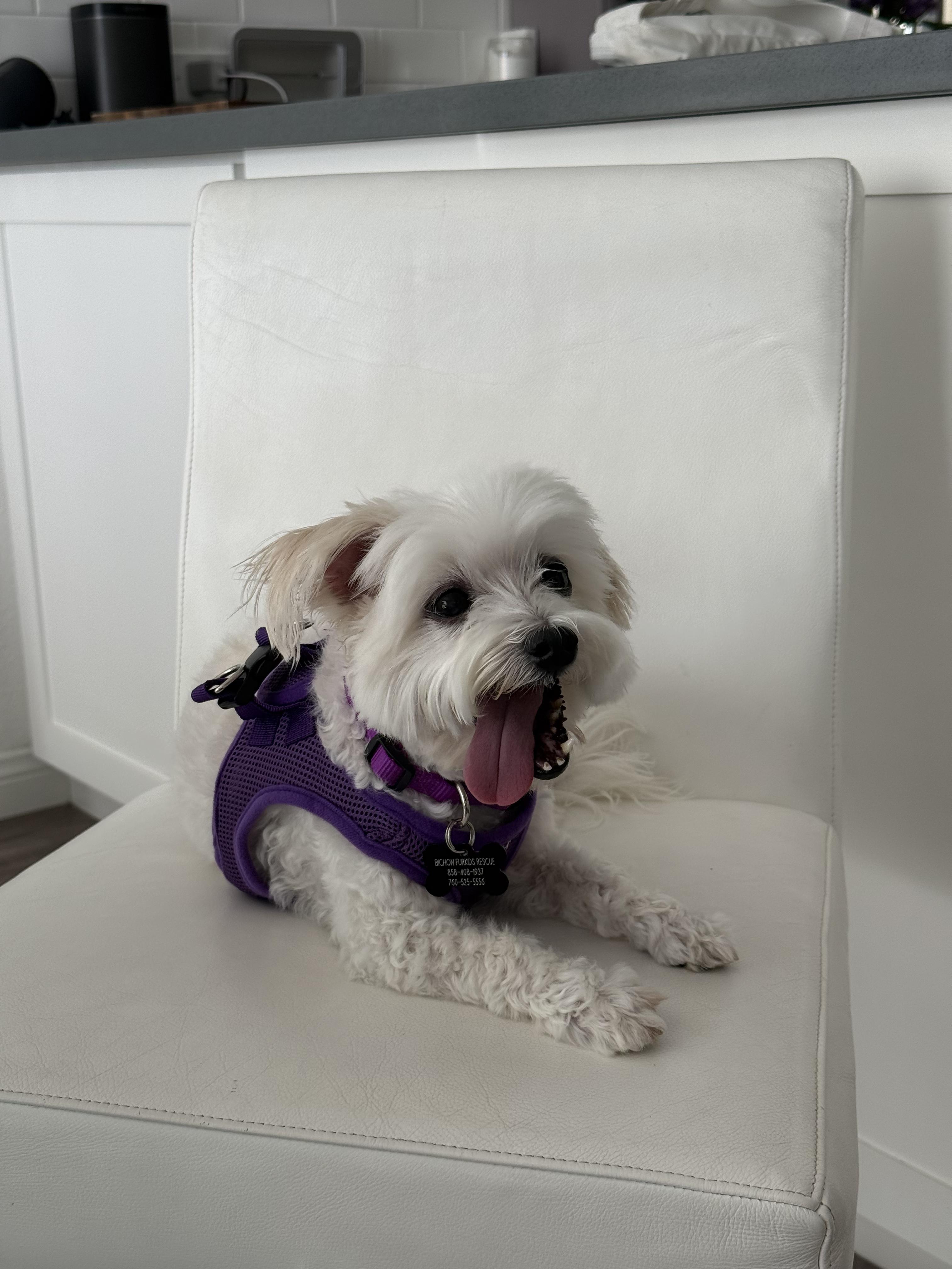 Ravishing Rory, a ADOPTABLE mixed breed in Carlsbad, CA image 3/3