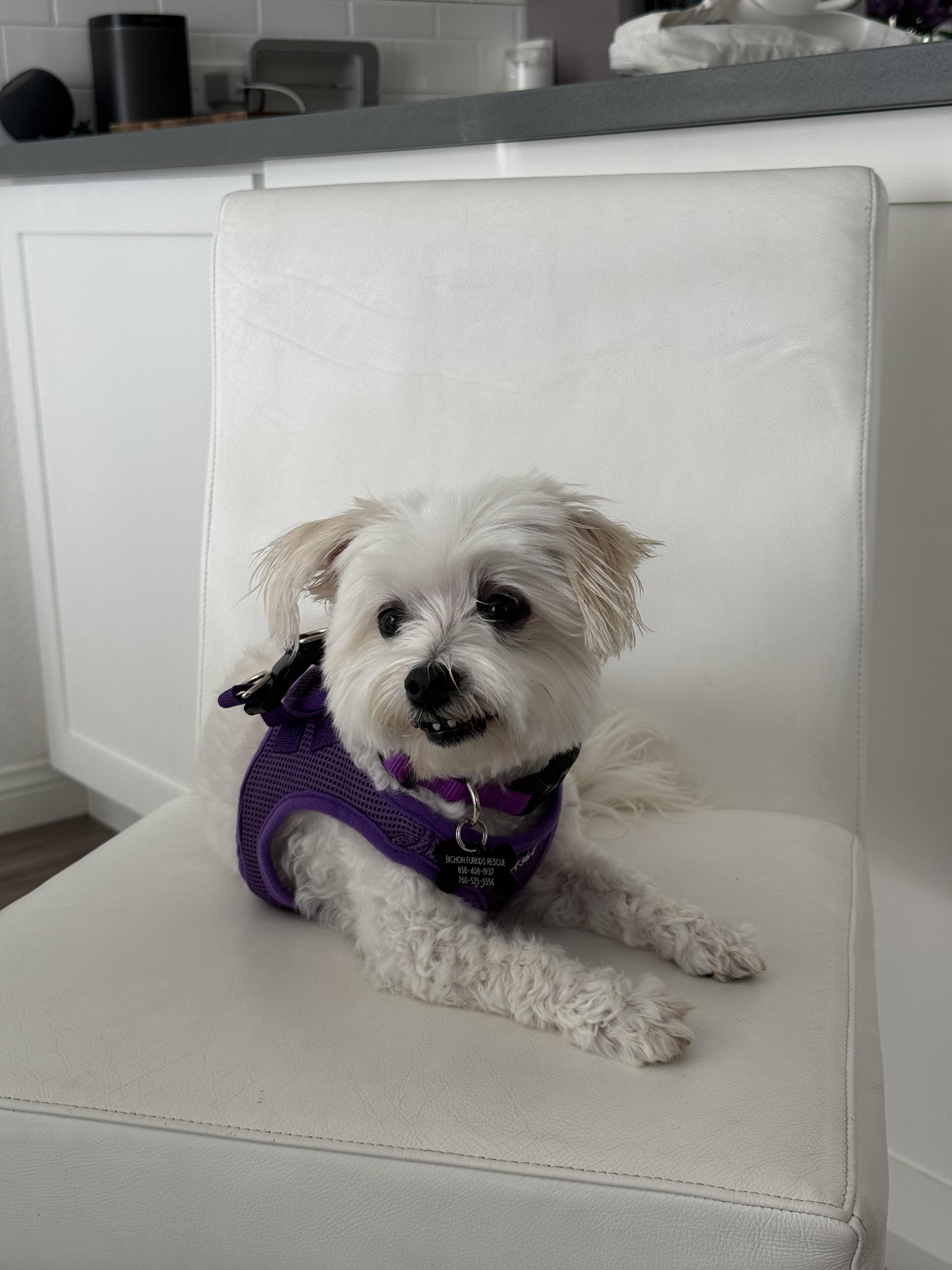 Ravishing Rory, a ADOPTABLE mixed breed in Carlsbad, CA image 2/3