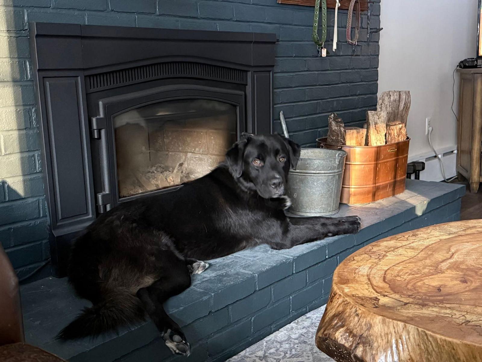 Rev, Adoptable, Young Male Great Pyrenees.