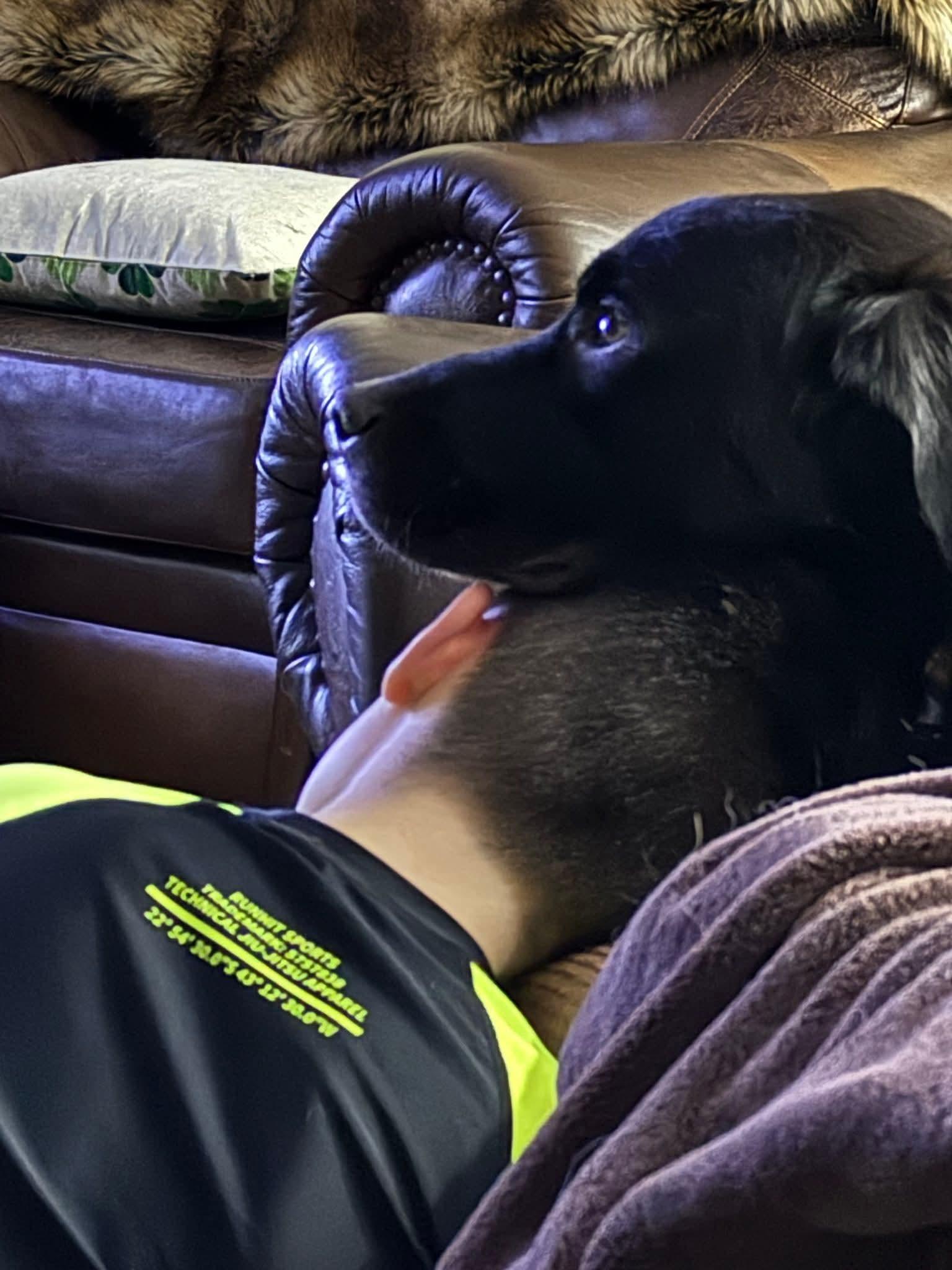 Enlarge Rev, a Adoptable Great Pyrenees in Glenmoore, PA image 3/3