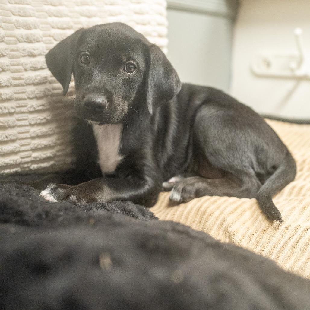 Praline, Adoptable, Puppy Female Labrador Retriever & Mixed Breed.
