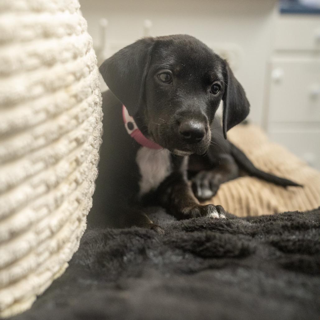 Enlarge Praline, a Adoptable mixed breed in Pawling, NY image 2/6