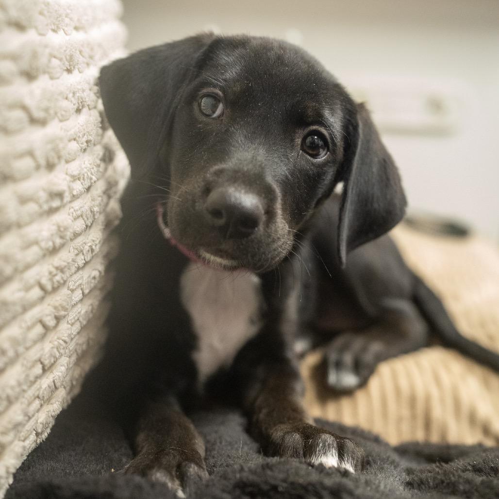 Enlarge Praline, a Adoptable mixed breed in Pawling, NY image 3/6