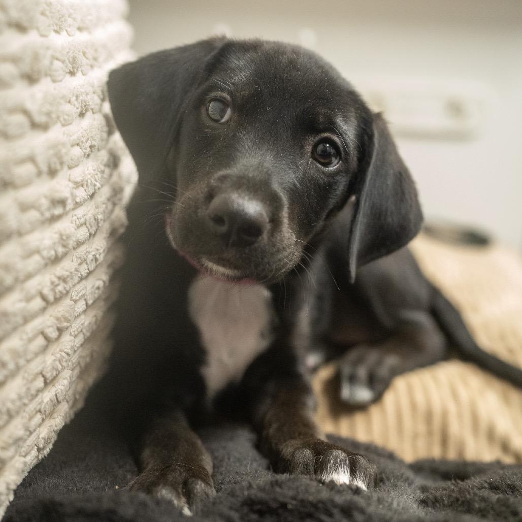 Enlarge Praline, a Adoptable mixed breed in Pawling, NY image 4/6