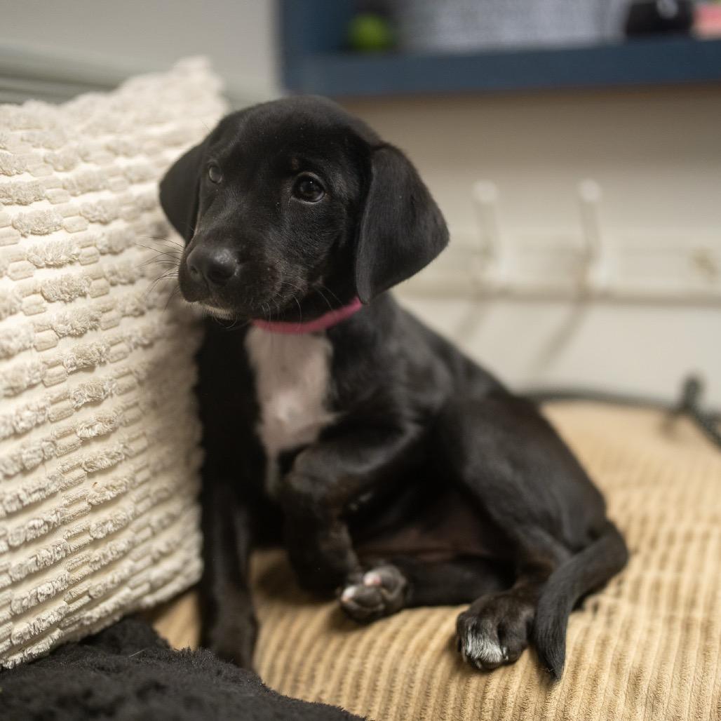 Enlarge Praline, a Adoptable mixed breed in Pawling, NY image 5/6