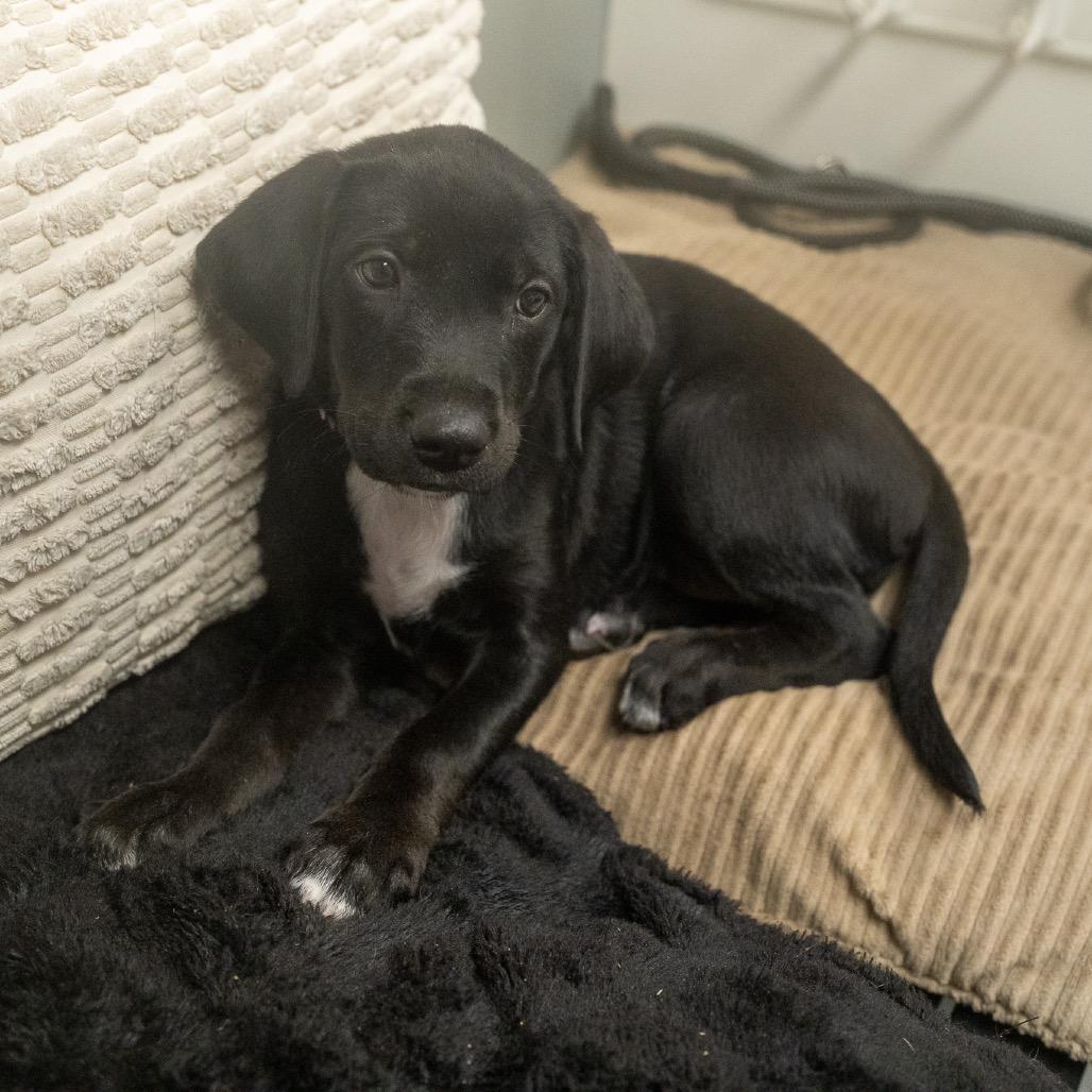Enlarge Praline, a Adoptable mixed breed in Pawling, NY image 6/6