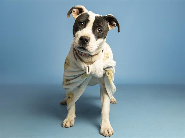 Enlarge POPPIES, a Adoptable Pit Bull Terrier in Phoenix, AZ image 1/1