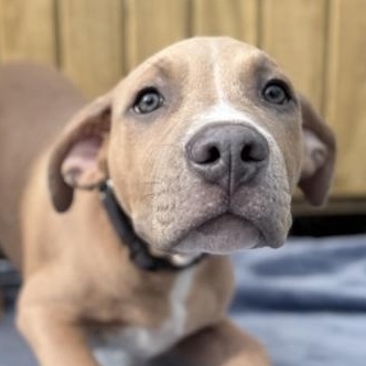 Enlarge Oscar, an adopted mixed breed in Roseburg, OR image 1/1