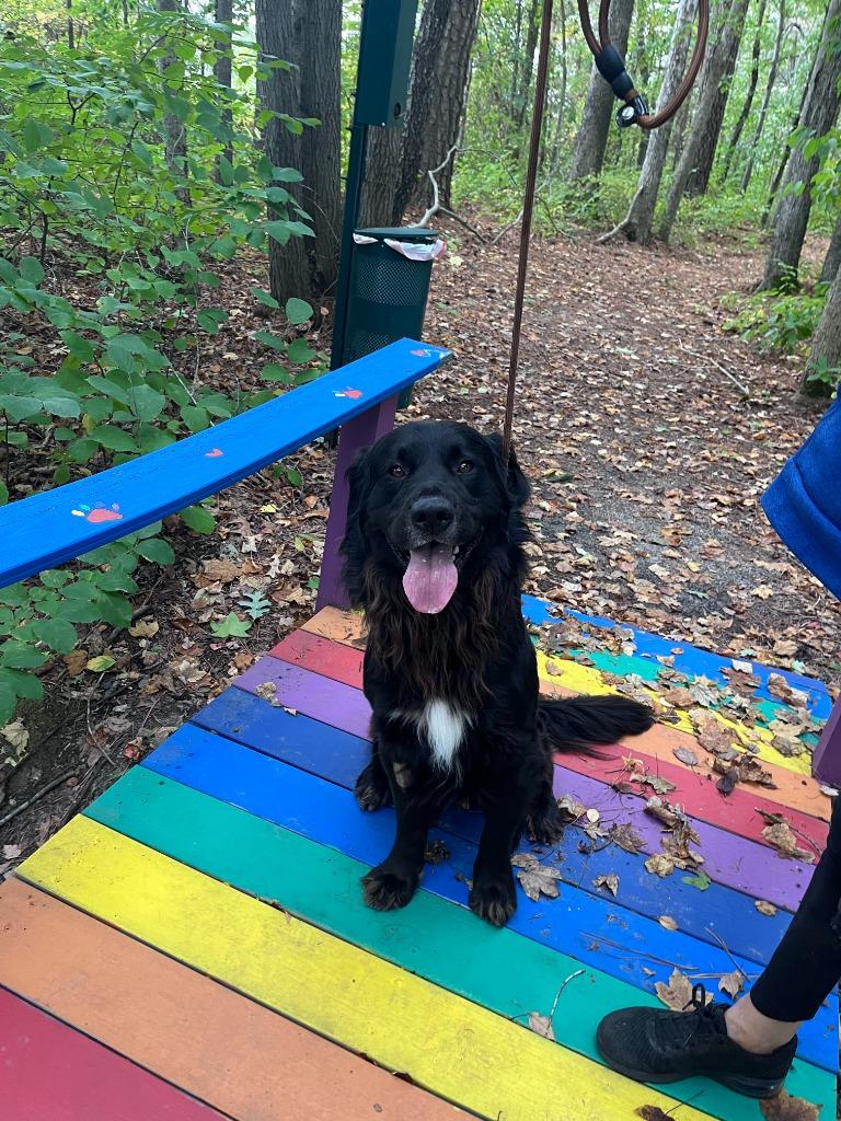 Max, Adoptable, Young Male Newfoundland Dog & Labrador Retriever.