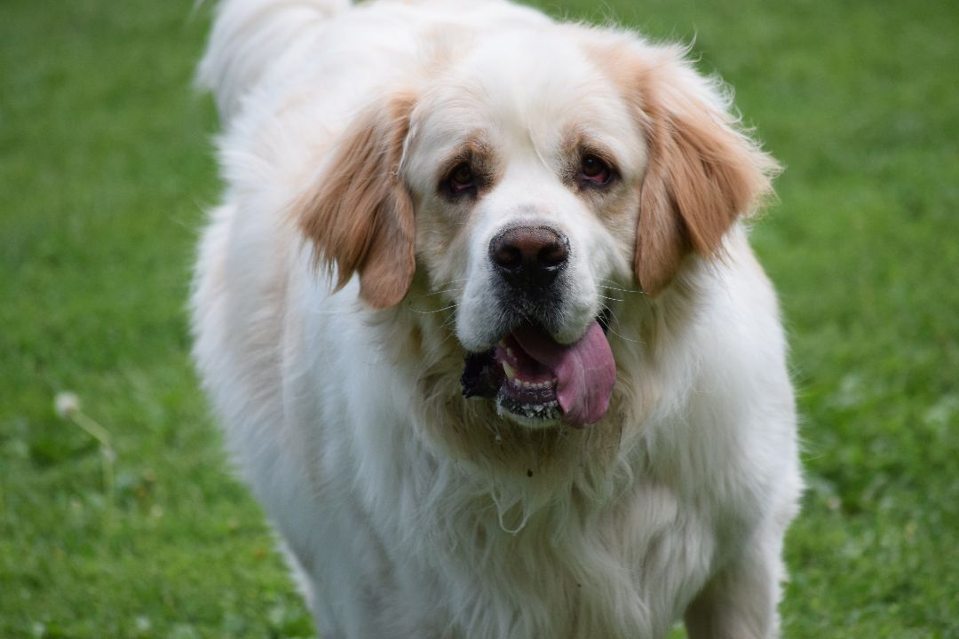 Zeus, a Adopted mixed breed in Mountain Lake, MN image 1/4