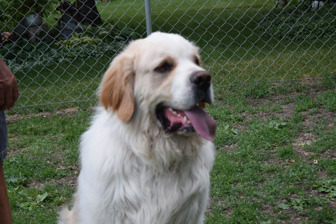 Zeus, a Adopted mixed breed in Mountain Lake, MN image 2/4
