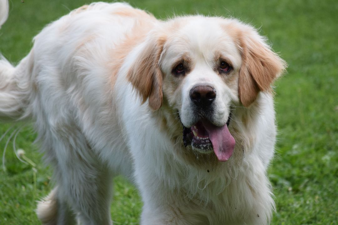 Zeus, a Adopted mixed breed in Mountain Lake, MN image 3/4