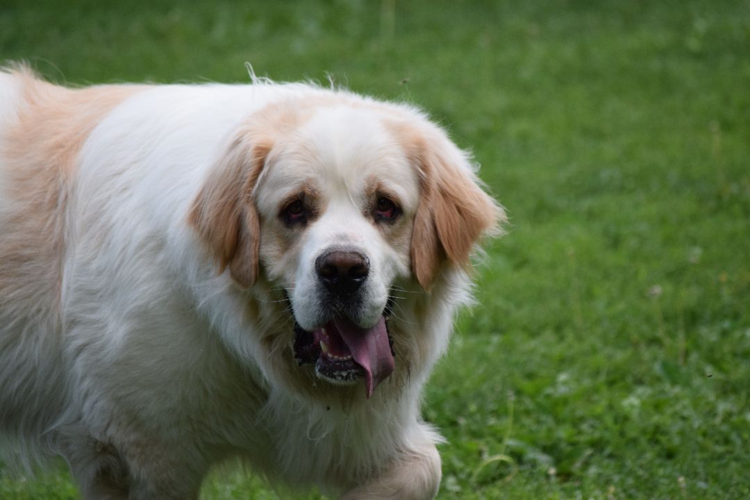 Zeus, a Adopted mixed breed in Mountain Lake, MN image 4/4