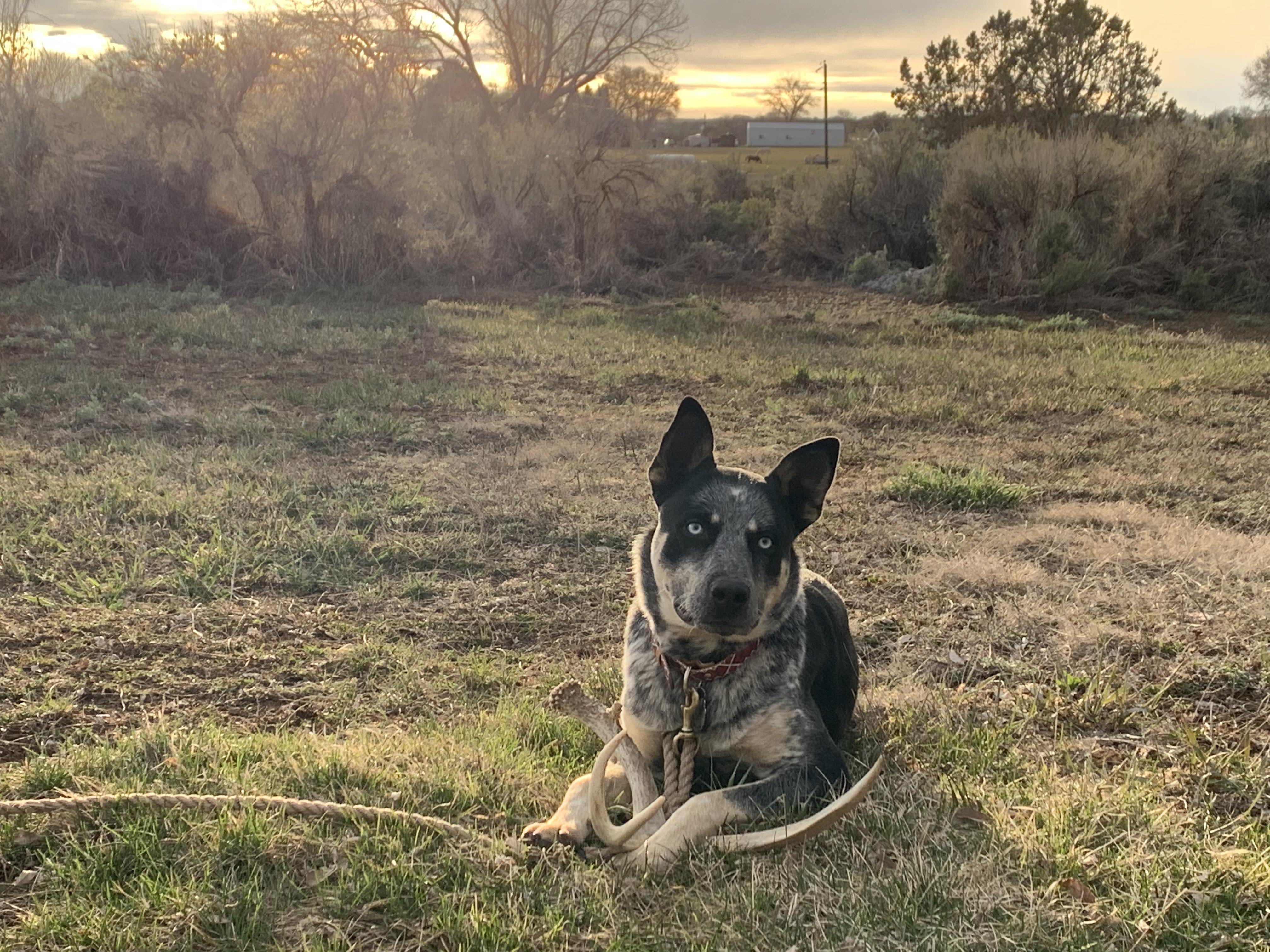 Enlarge Oliver, an adopted mixed breed in Cortez, CO image 5/6