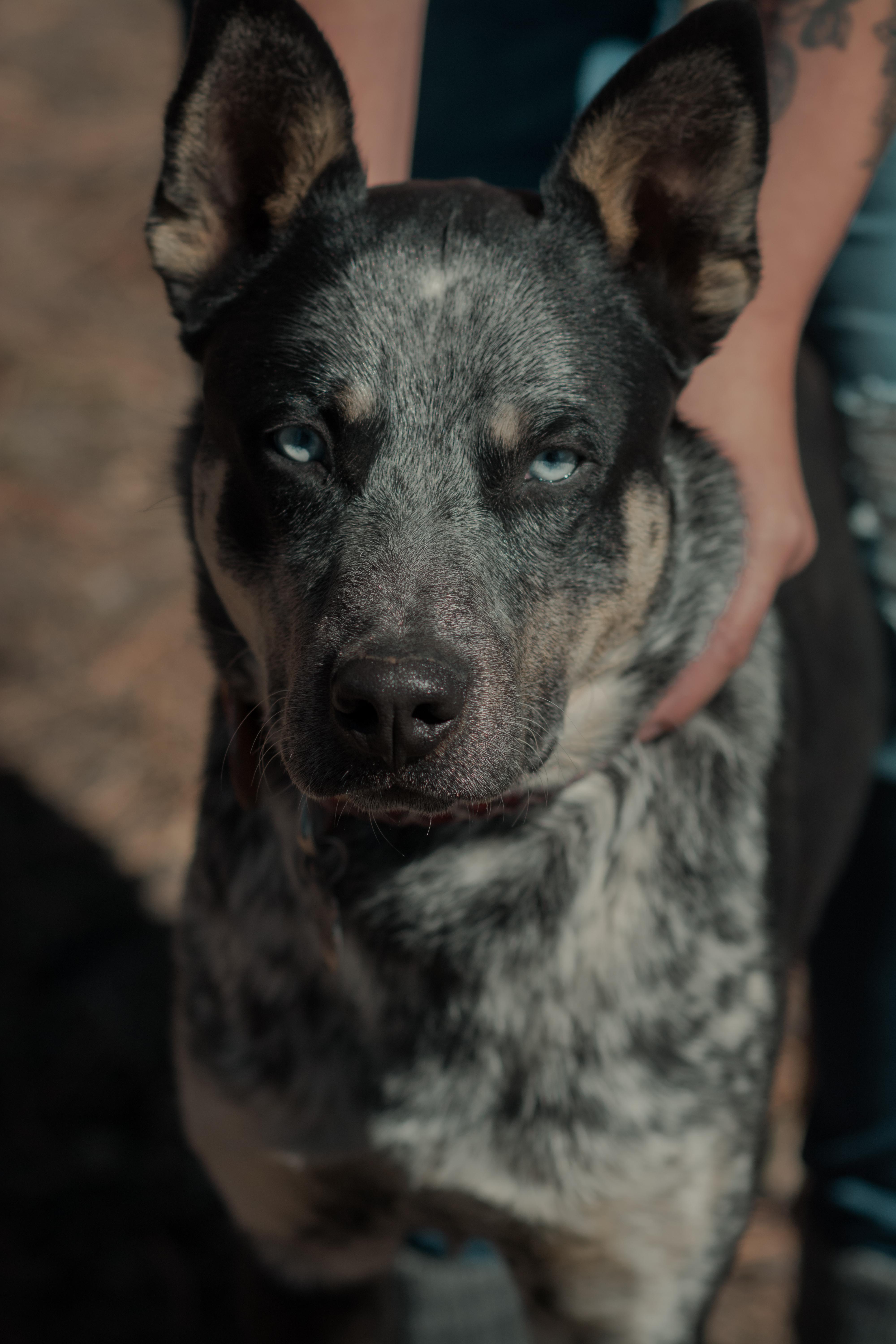Enlarge Oliver, an adopted mixed breed in Cortez, CO image 1/6