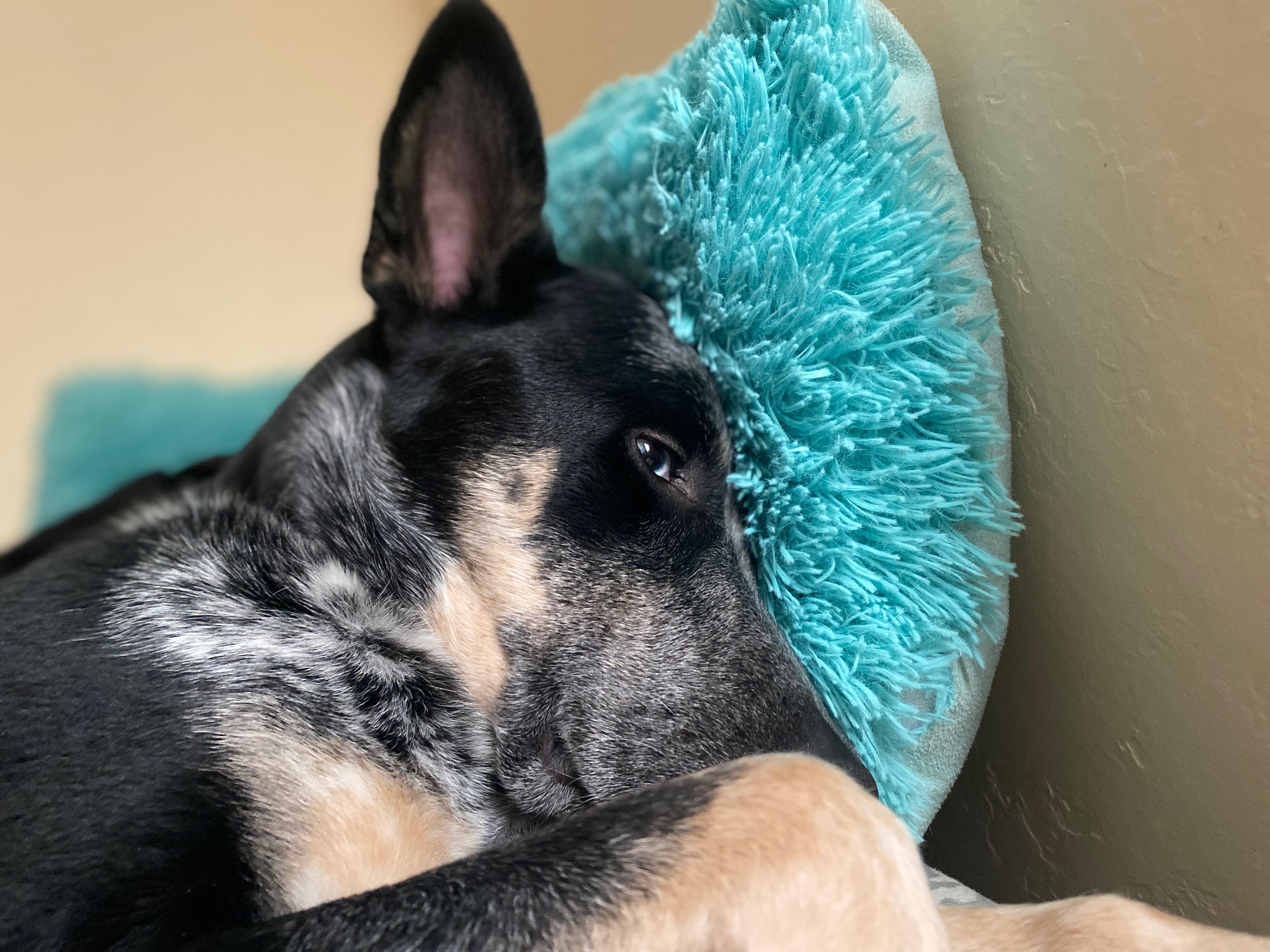 Enlarge Oliver, an adopted mixed breed in Cortez, CO image 2/6