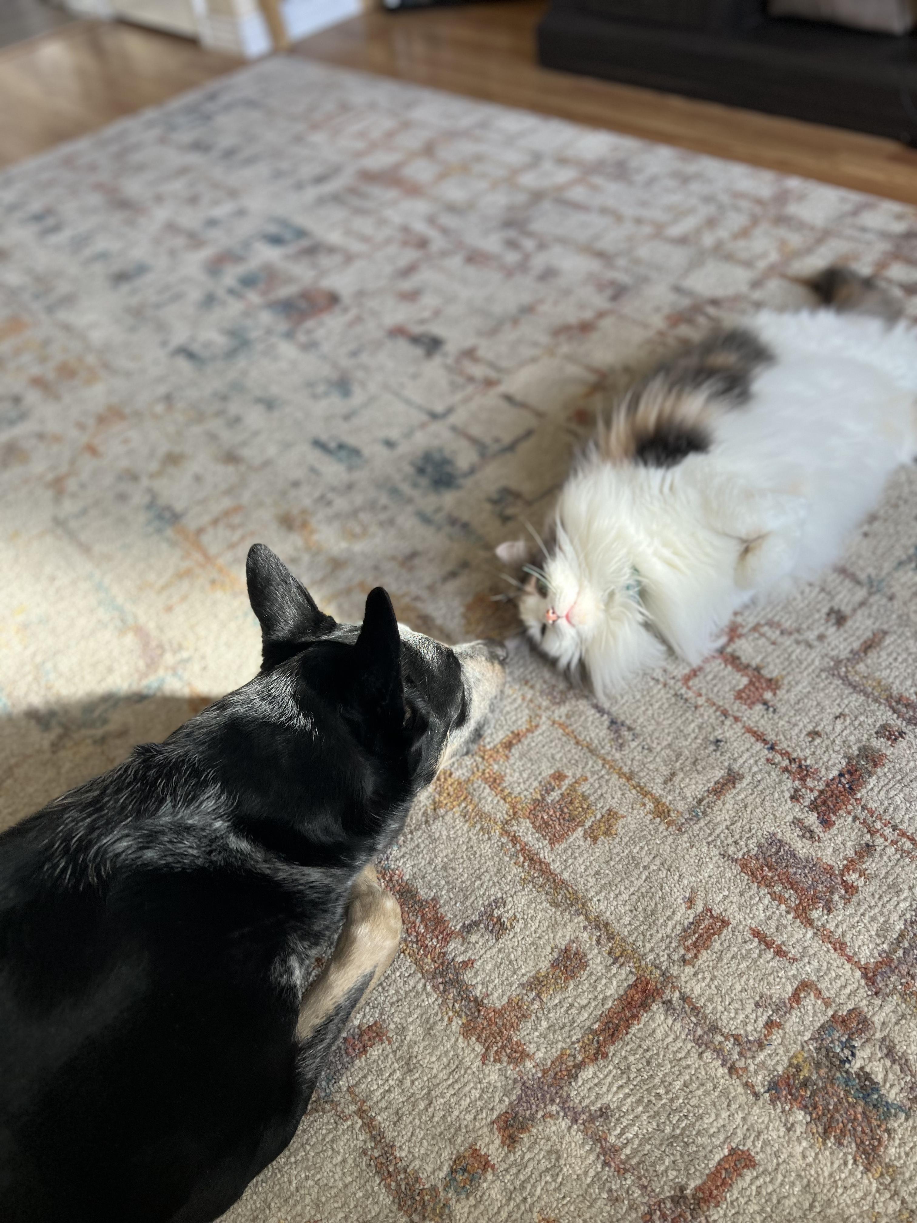 Enlarge Oliver, an adopted mixed breed in Cortez, CO image 3/6