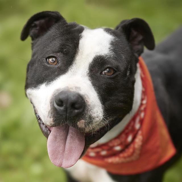 BALOO, Adoptable, Adult Male Staffordshire Bull Terrier.