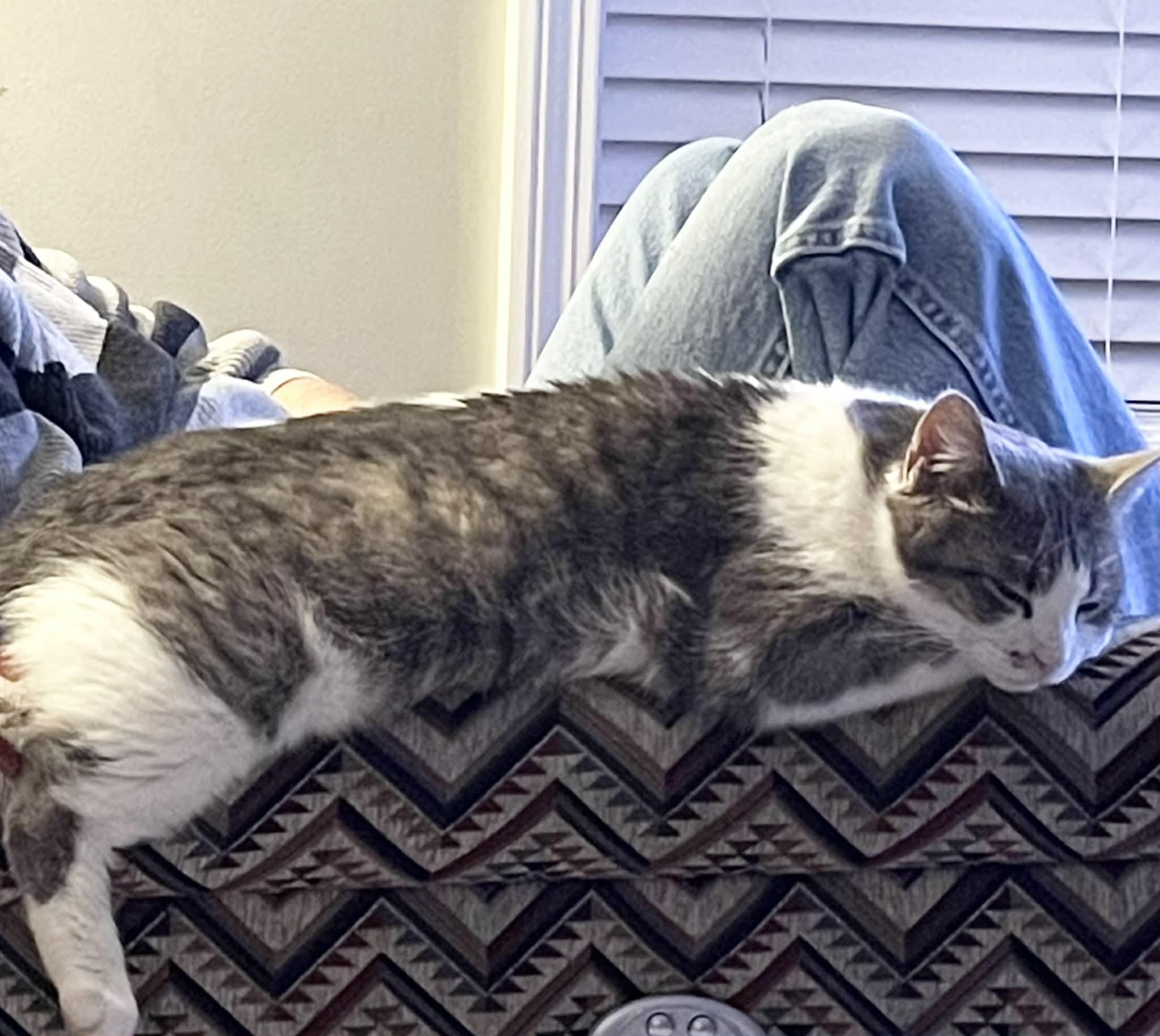 Enlarge Gracie Mae, a ADOPTABLE Domestic Short Hair in Kennebunk , ME image 2/5