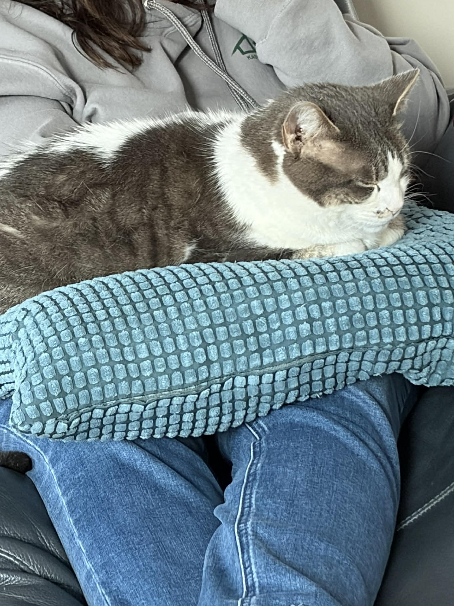 Enlarge Gracie Mae, a ADOPTABLE Domestic Short Hair in Kennebunk , ME image 4/5