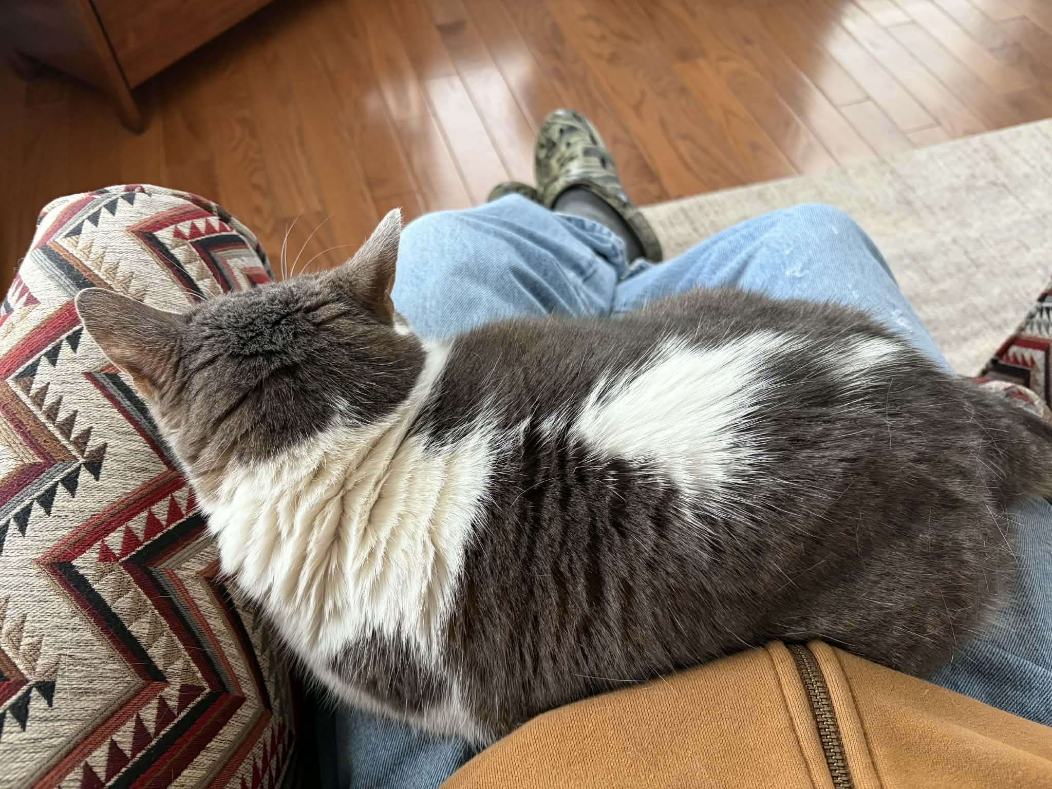 Enlarge Gracie Mae, a ADOPTABLE Domestic Short Hair in Kennebunk , ME image 3/5