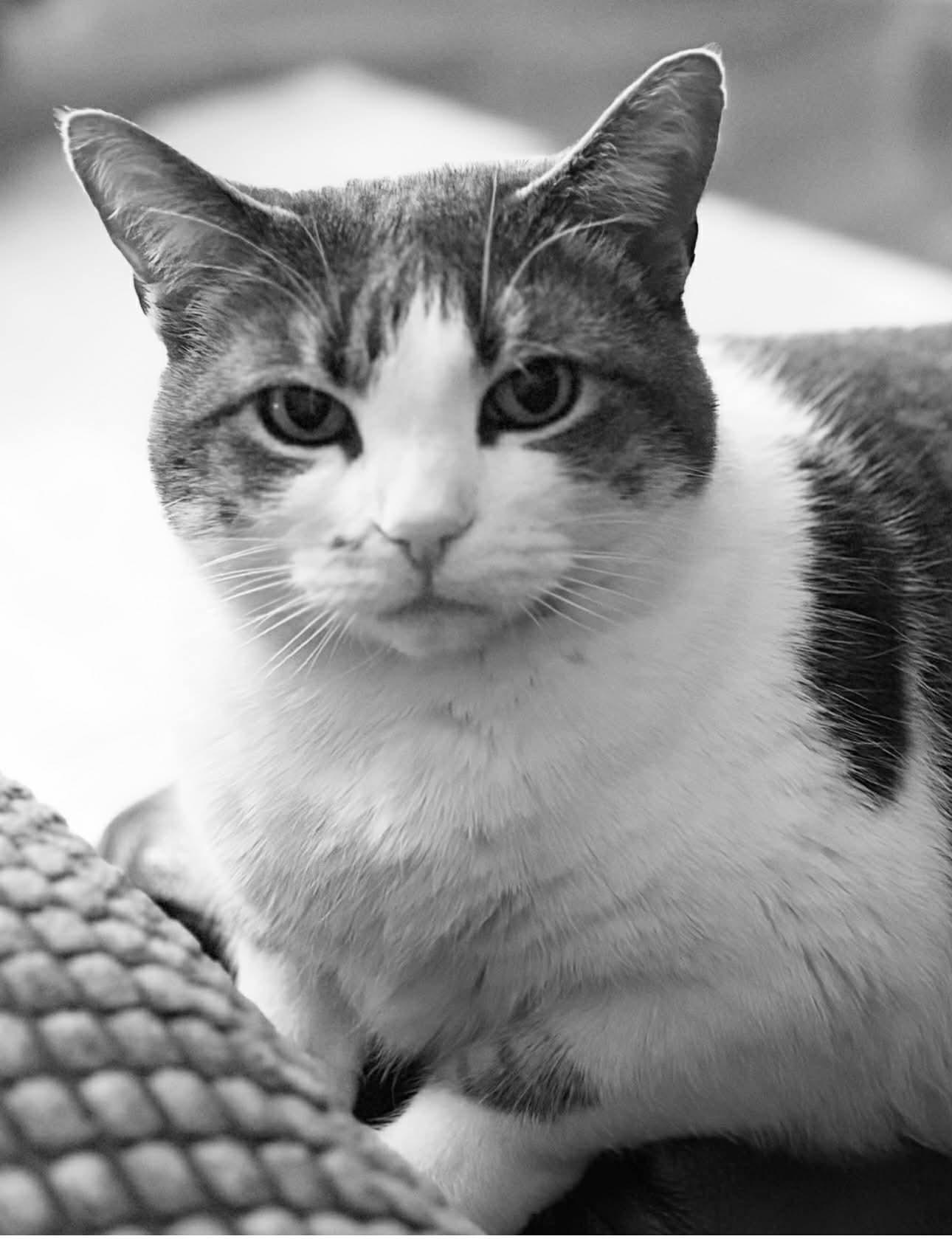 Enlarge Gracie Mae, a ADOPTABLE Domestic Short Hair in Kennebunk , ME image 5/5