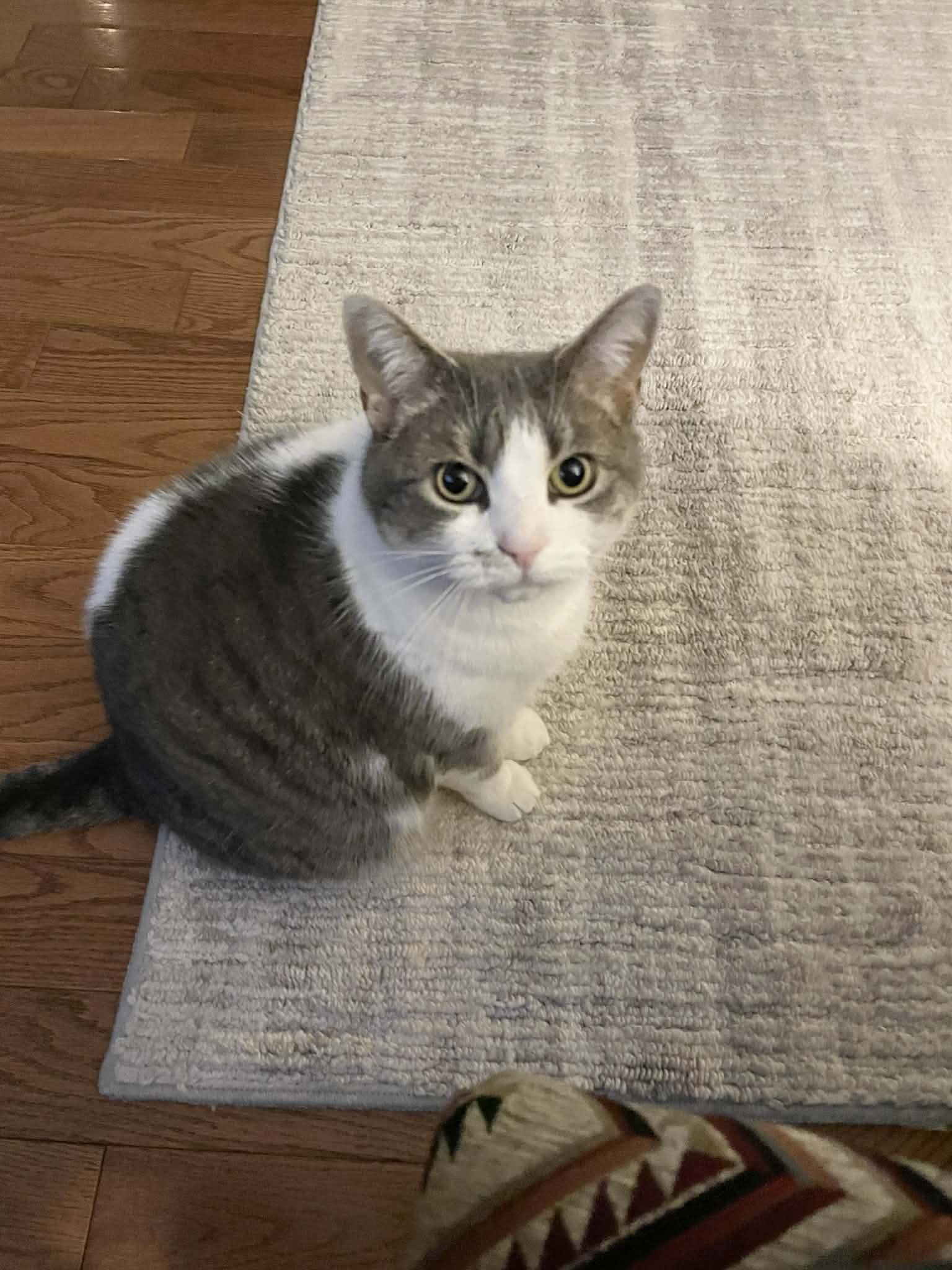 Gracie Mae, ADOPTABLE, Adult Female Domestic Short Hair.