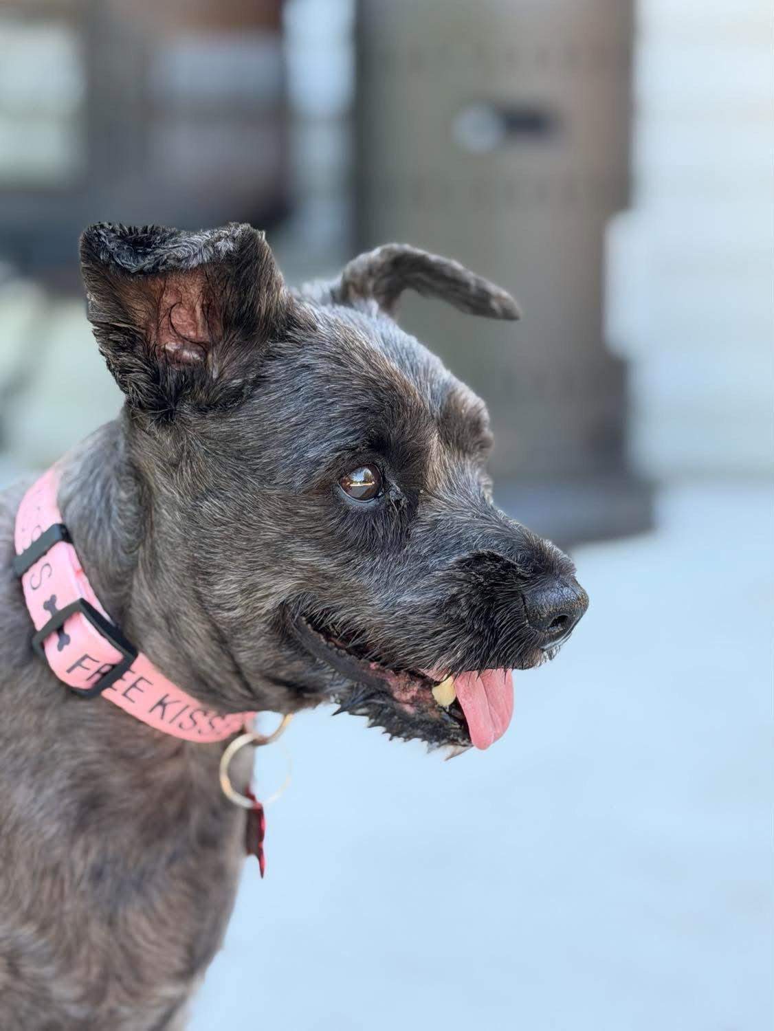 Enlarge Penelope, a Adoptable Schnauzer in Grafton, WI image 1/3