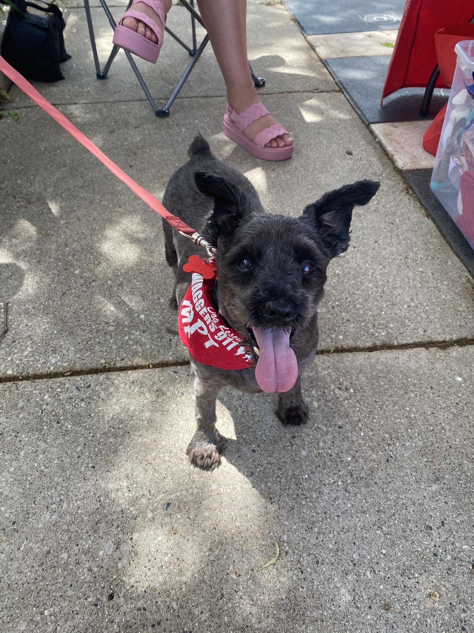 Enlarge Penelope, a Adoptable Schnauzer in Grafton, WI image 2/3