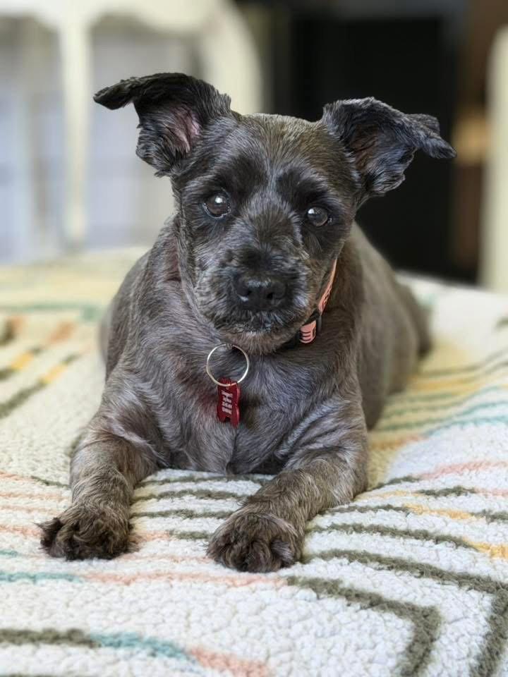 Enlarge Penelope, a Adoptable Schnauzer in Grafton, WI image 3/3