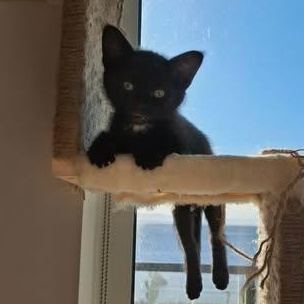 KIMCHI, a Adoptable Domestic Short Hair in Campbell River, BC image 4/6