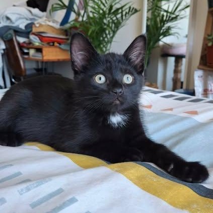 KIMCHI, a Adoptable Domestic Short Hair in Campbell River, BC image 1/6