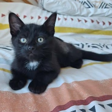 KIMCHI, a Adoptable Domestic Short Hair in Campbell River, BC image 2/6