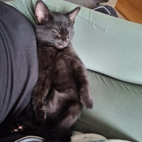 KIMCHI, a Adoptable Domestic Short Hair in Campbell River, BC image 3/6