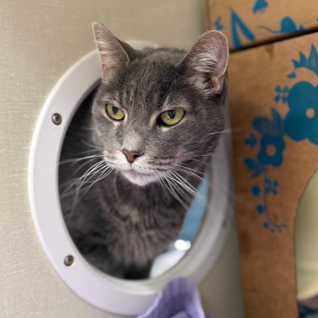 Libchen, a Adoptable Domestic Short Hair in West Olive, MI image 1/6