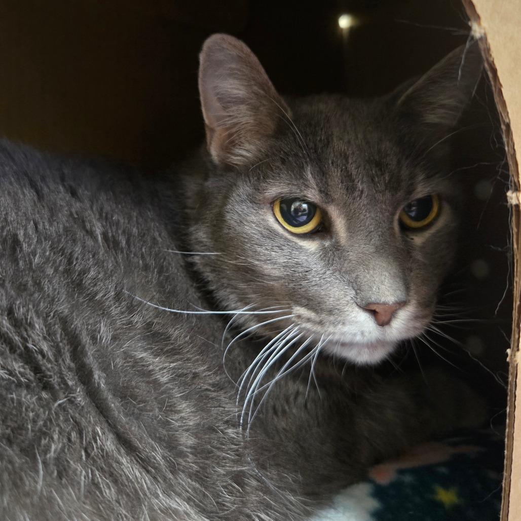 Libchen, a Adoptable Domestic Short Hair in West Olive, MI image 2/6