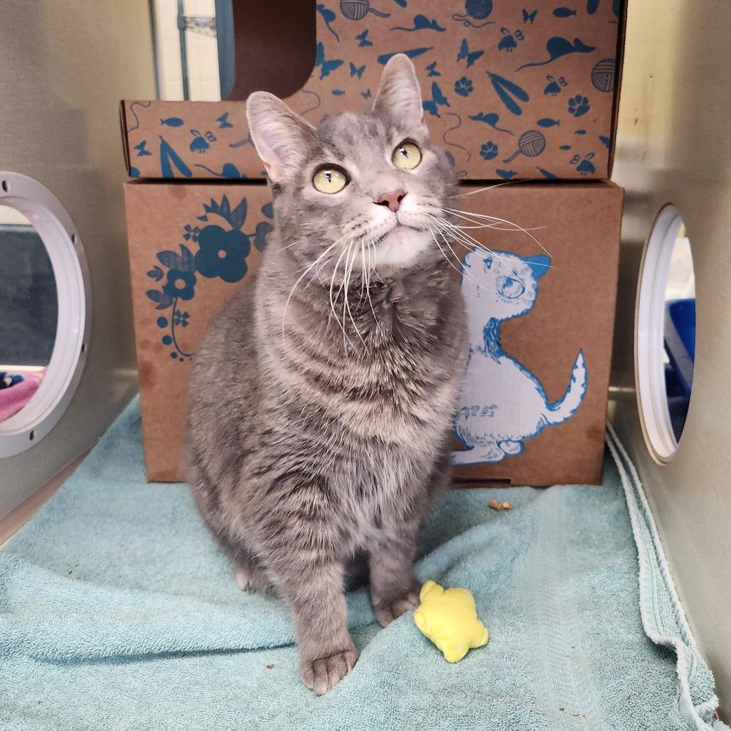 Libchen, a Adoptable Domestic Short Hair in West Olive, MI image 3/6