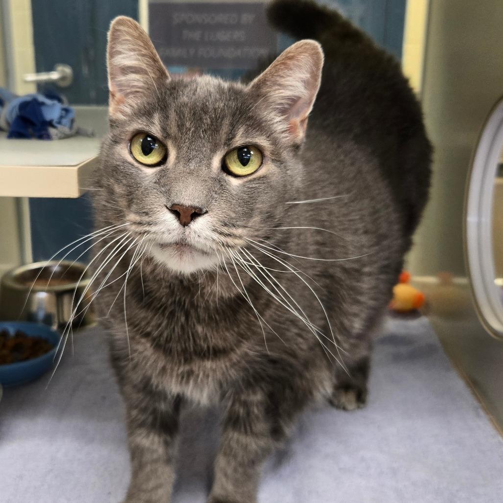 Libchen, a Adoptable Domestic Short Hair in West Olive, MI image 4/6