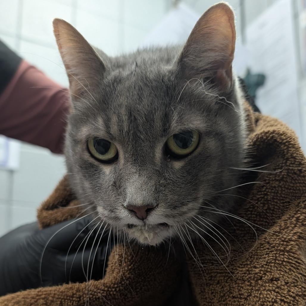 Libchen, a Adoptable Domestic Short Hair in West Olive, MI image 5/6