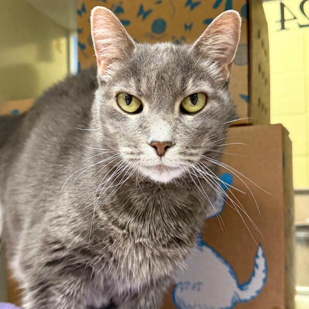 Libchen, a Adoptable Domestic Short Hair in West Olive, MI image 6/6