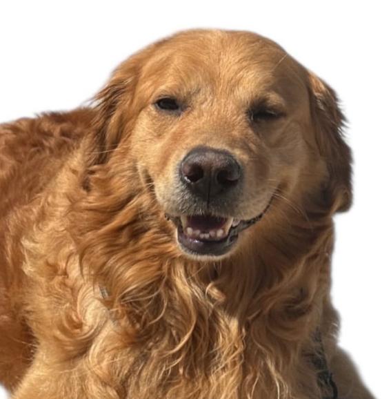 Enlarge Mr Peanutbutter, a ADOPTABLE Golden Retriever in TEMECULA, CA image 4/5