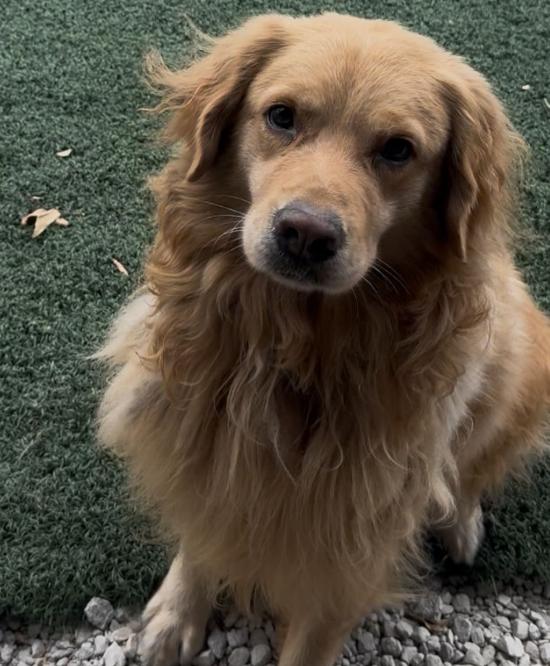 Enlarge Mr Peanutbutter, a ADOPTABLE Golden Retriever in TEMECULA, CA image 3/5