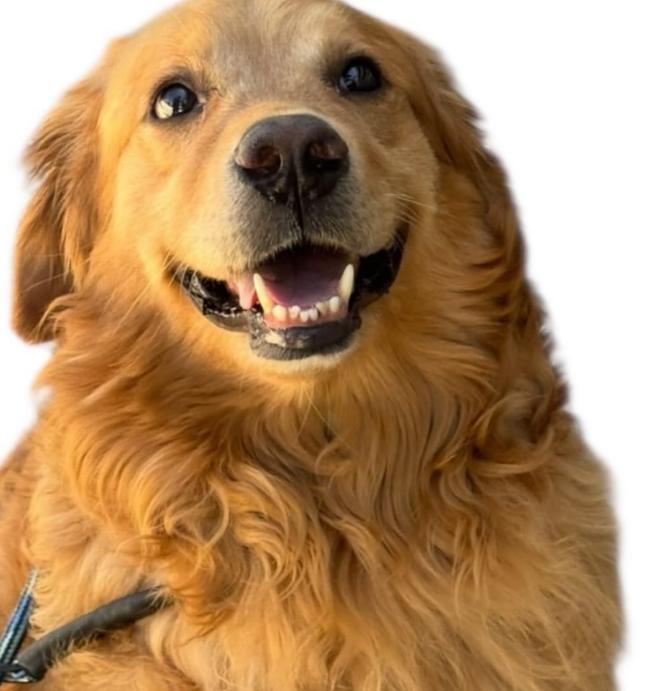 Enlarge Mr Peanutbutter, a ADOPTABLE Golden Retriever in TEMECULA, CA image 5/5