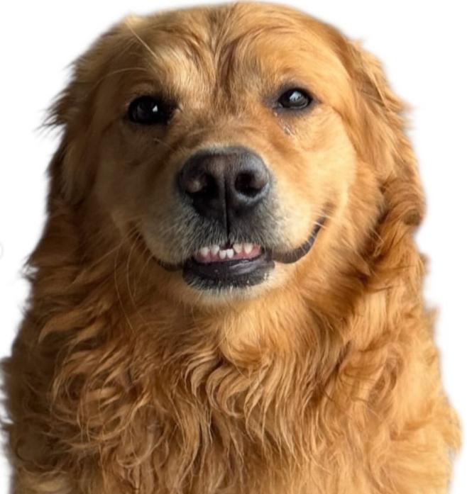 Enlarge Mr Peanutbutter, a ADOPTABLE Golden Retriever in TEMECULA, CA image 2/5