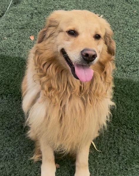 Enlarge Mr Peanutbutter, a ADOPTABLE Golden Retriever in TEMECULA, CA image 1/5
