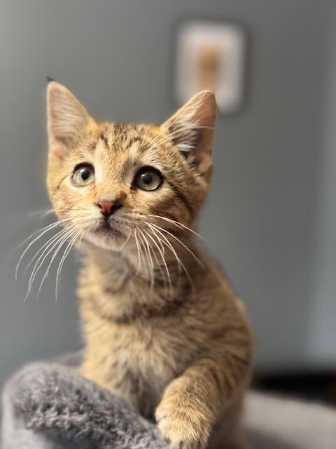 Marty, ADOPTABLE, Kitten Male Domestic Short Hair.