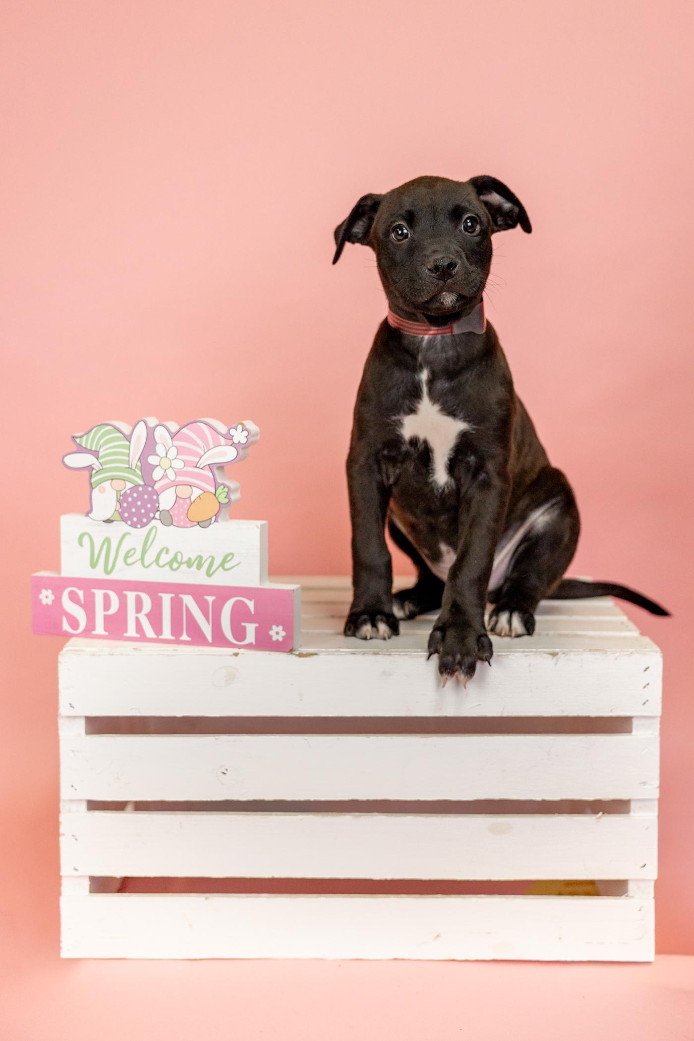 Enlarge 257-26, a ADOPTABLE mixed breed in Brighton, CO image 1/1